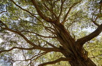 Byarong Park Picnic Area - Broome Tourism