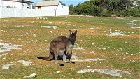 Cape Borda Lightstation - Flinders Chase National Park - WA Accommodation