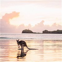 Cape Hillsborough  A Low Tide Fishing Adventure - Accommodation Cairns