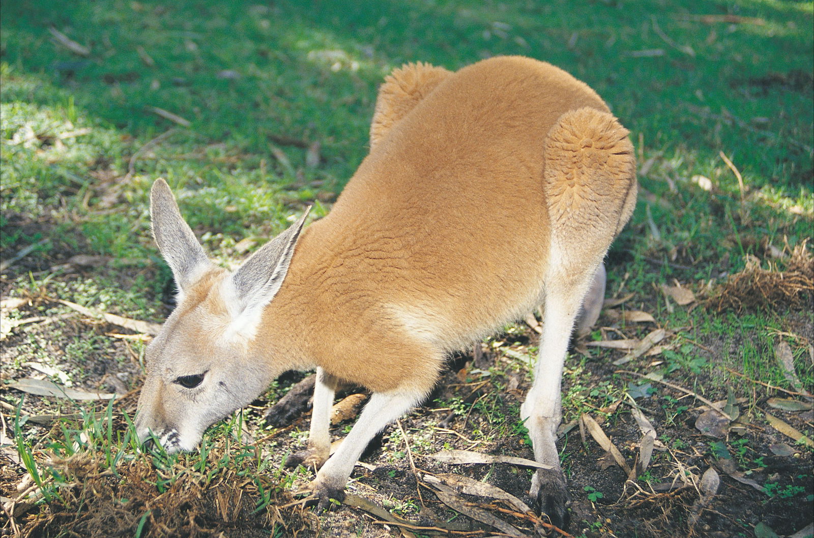 Beechboro WA Tourism TAS