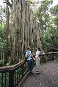 Curtain Fig Tree Yungaburra - Yamba Accommodation