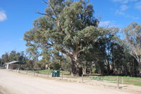 Giant Gum Tree - Accommodation Bookings