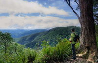 Gloucester Falls Walking Track - Accommodation Sunshine Coast