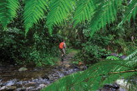 Goldsborough Valley Wooroonooran National Park - Kingaroy Accommodation