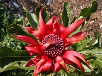 Inverawe Native Gardens - QLD Tourism
