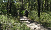 Karloo Walking Track - Accommodation Australia