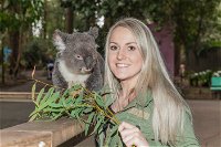Koala Park Sanctuary - Accommodation Yamba