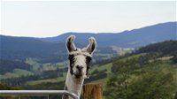 Llama Walks Tasmania - ACT Tourism