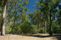 Maidens Tuart Forest - QLD Tourism