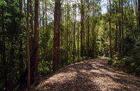 Myrtle Scrub Scenic Drive - Lennox Head Accommodation