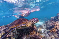 Ningaloo Marine Park - Attractions