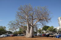 Old Boab Tree in Cavenagh Street - Accommodation Yamba