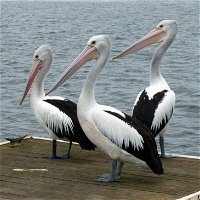 Pelican Feeding - Accommodation Newcastle