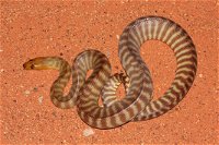 Red Desert Reptiles - Kingaroy Accommodation