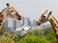 Taronga Zoo Combo Pass - Accommodation Ballina