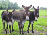 The Good Samaritan Donkey Sanctuary - Accommodation Gladstone