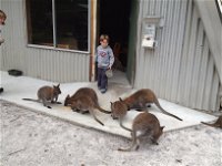The Patriarch Wildlife Sanctuary - Accommodation Australia