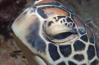 Turtle Bommie - Tourism Canberra