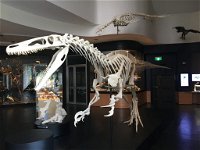 UNE Natural History Museum - Accommodation Rockhampton