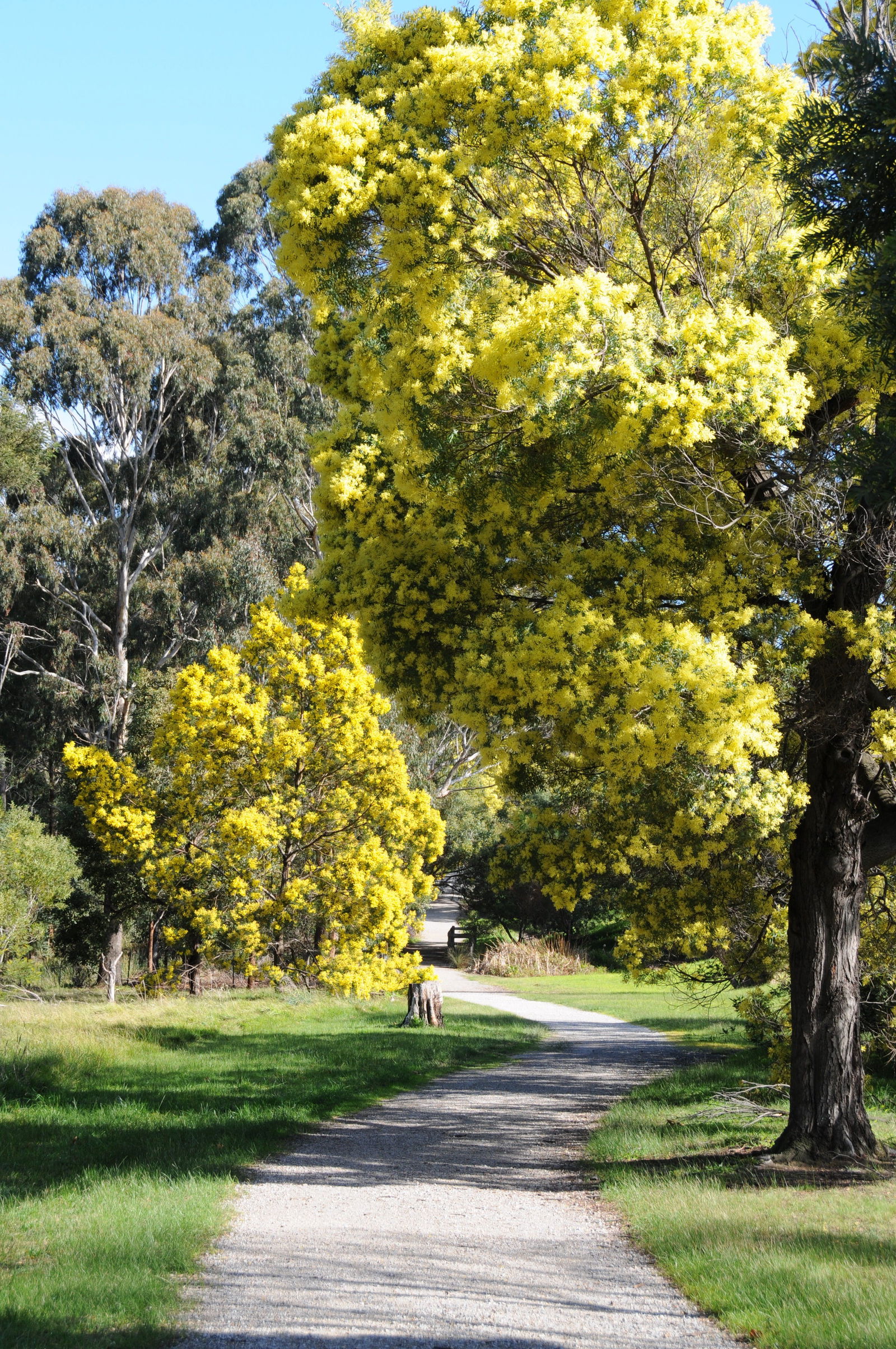 The Basin VIC Victoria Tourism