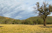 Weddin Mountains National Park - Accommodation ACT