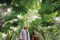 Wet Tropics Rainforest - Accommodation Cairns