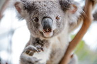 Wild Life Sydney Zoo - Accommodation Australia