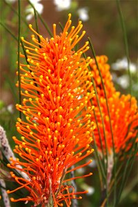 Wongan Hills Wildflowers - Redcliffe Tourism