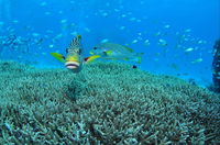 Wreck Bay Dive Site - Tourism Hervey Bay