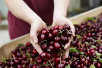 Yarra Valley Cherries - Accommodation Bookings