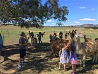 Alpaca Magic Stud - Attractions Perth
