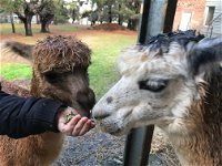 Alpaca Farm Experience at Crookwell - Port Augusta Accommodation