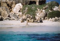 Australian Sea Lions - Accommodation Airlie Beach