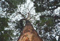 Bird Tree and Benaroon - Lightning Ridge Tourism