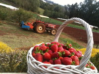 Blue Hills Berries and Cherries - Accommodation Tasmania