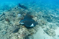 Child Island Dive Site - eAccommodation