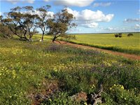 Coorow Wildflower Drive - Accommodation Australia