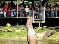 Crocodylus Park and Zoo - Accommodation Daintree