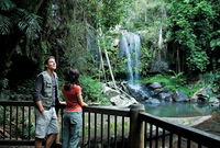 Curtis Falls track Tamborine National Park - Tweed Heads Accommodation