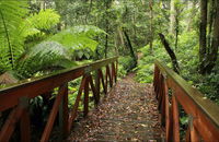 Goodenia Rainforest Walking Track - Wagga Wagga Accommodation