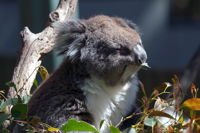 Gorge Wildlife Park - Accommodation Broken Hill