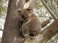 Koala Spotting Narrandera - Broome Tourism