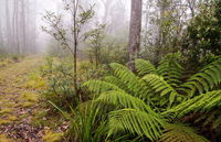 Link Trail - Gloucester Tops to Careys Peak - Accommodation Cairns