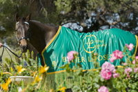 Living Legends The International Home of Rest for Champion Horses - Redcliffe Tourism