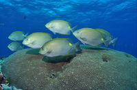 Lodestone Reef - VIC Tourism