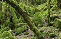 Lyrebird Walking Track - Accommodation Cooktown