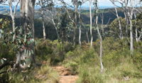 Mount Towac Walk - QLD Tourism