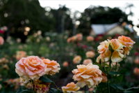 Newtown Park State Rose Garden - Accommodation Gold Coast