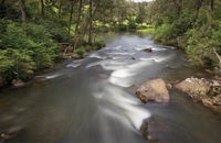 Nymboi-Binderay National Park - Accommodation Mount Tamborine