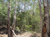 One Mile Creek shared path - Accommodation Airlie Beach